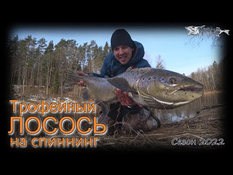 Видео: Трофейный лосось на спиннинг. Река Салаца 2022.