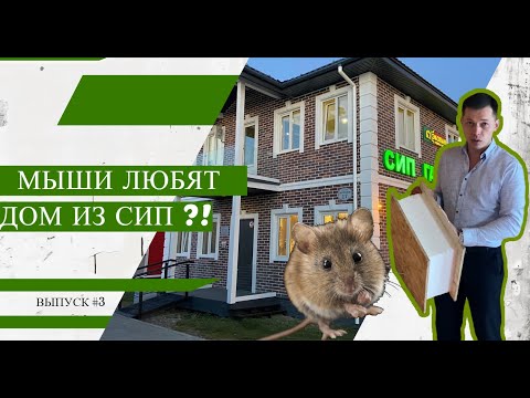 Видео: Мыши любят дом из СИП ?! | Выпуск #3