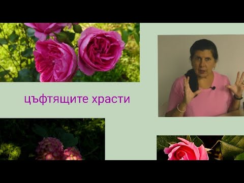 Видео: тема за храстите и по-конкретно за цъфтящите храсти