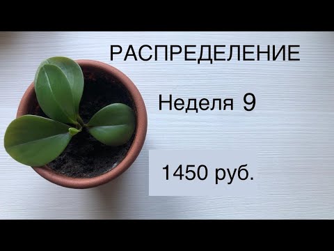 Видео: РАСПРЕДЕЛЕНИЕ ДЕНЕГ ИЗ КОНВЕРТОВ В КОПИЛКУ. НЕДЕЛЯ 9.