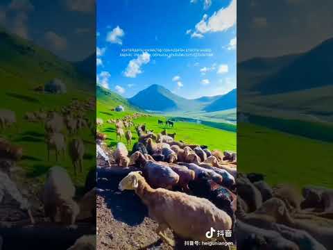 Видео: Маржан қыз, Ақ баян, Дей салдым, көрніс: іле қазақ облысы #қазақ #әндері #халық #өлеңдер #қытайдағы