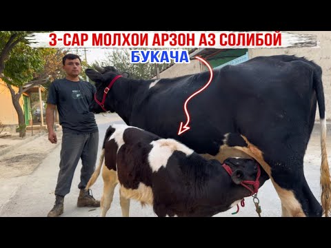 Видео: МОЛХОИ СОЛИБОЙ БО НАРХИ ХЕЛ АРЗОН УСПЕТ КУНЕД 7 октября 2025 г.