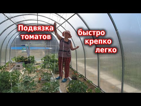 Видео: Моя подвязка томатов: быстро, легко, крепко и долговечно