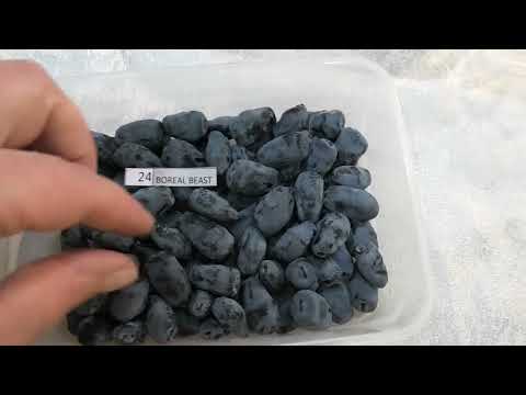 Видео: 3 серия ЖИМОЛОСТЬ замер сахара в брикс