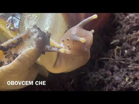 Видео: МОМЕНТ СПАРИВАНИЯ УЛИТОК АХАТИН КРУПНЫМ ПЛАНОМ | ЛЮБОВЬ УЛИТОК |Спарювання Равликів