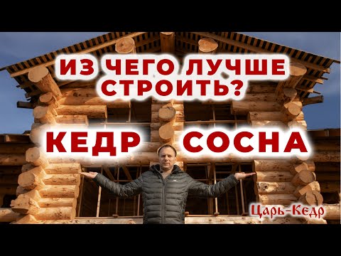 Видео: КЕДР или СОСНА? Из чего лучше построить дом или баню?