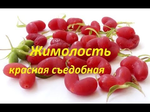 Видео: Жимолость красная съедобная