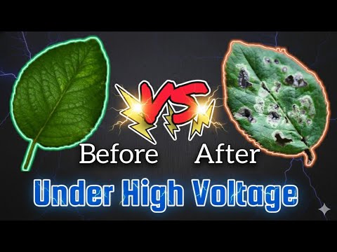 Видео: Что происходит под высоким напряжением!