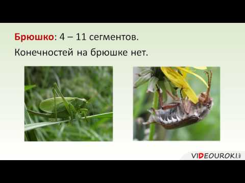 Видео: Общая характеристика Насекомых