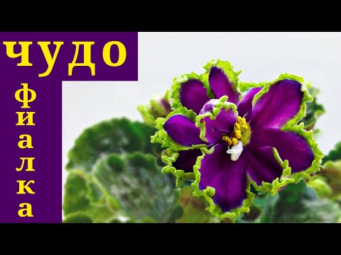 Видео: ФИАЛКА О КОТОРОЙ МЕЧТАЮТ ВСЕ КОЛЛЕКЦИОНЕРЫ! ЗА ТАКУЮ КРАСОТУ  НЕ ЖАЛКО И МИЛЛИОН ОТДАТЬ