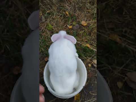 Видео: Кролики ростуть 👍🙂🐇🐇#кролик #кролики #rabbit #село 