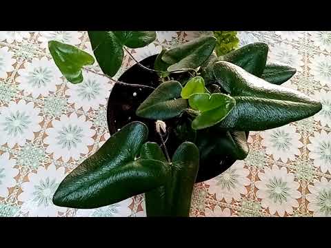 Видео: Мои цветочные друзья со сложным характером. Папоротники.