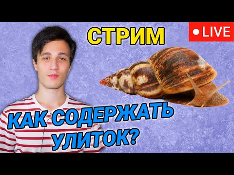 Видео: 25.07.2022 Стрим - как содержать улиток ахатин, вопрос-ответ