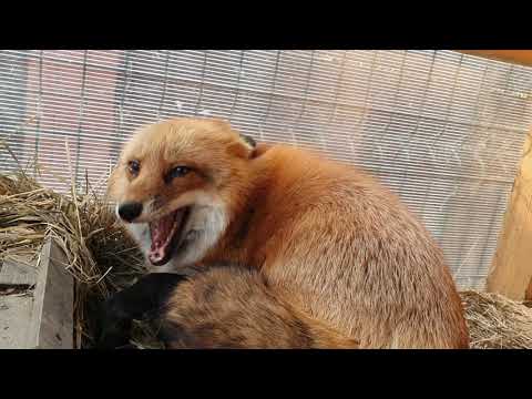 Видео: Алиса - лиса. Разбудили, накормили