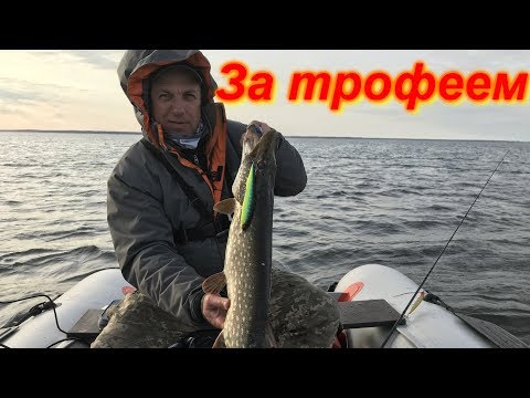 Видео: Сорокошичи. Снова в поисках трофейной щуки. Твичинг крупными воблерами