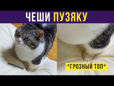 Видео: Приколы с котами. ЧЕШИ ПУЗЯКУ! | Мемозг #315
