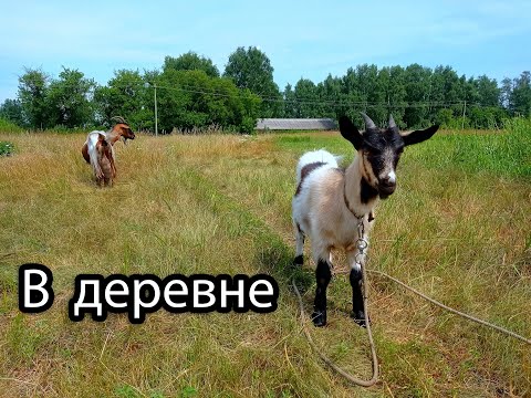 Видео: ДЕРЕВЕНСКАЯ ЖИЗНЬ. ЛЕТО В ДЕРЕВНЕ. Варим варенье, купаемся в пруду и многое другое