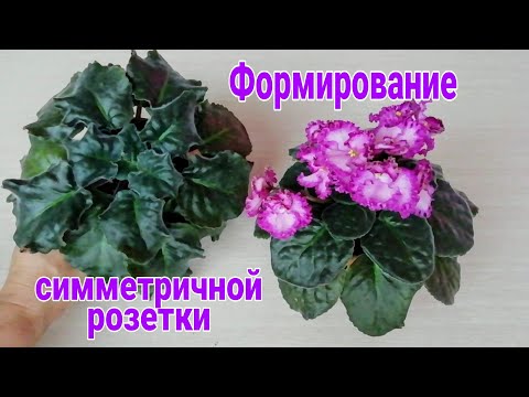 Видео: Формирование Фиалки. Формирование розетки фиалок.//Когда можно? Наглядно!)