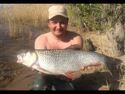 Видео: #8 Ловля Голавля на Личинку Майского Жука Чумовая Поклевка и Первый Трофей Рыболовного Сезона
