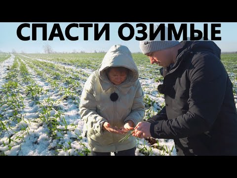 Видео: ВЛАСТЬ НАД ОЗИМОЙ ПШЕНИЦЕЙ: как глубина, влага и сорта определяют урожай твердых и мягких сортов