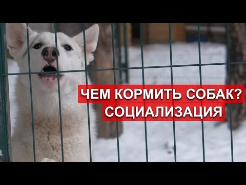 Видео: Чем кормить охотничьих лаек? Воспитание и содержание лаек. Моя первая лайка.