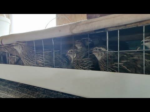Видео: отбор перепелов для родительского стада