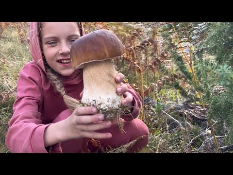 Видео: Сезон збору осінніх білих грибів у Карпатах розпочато 2025