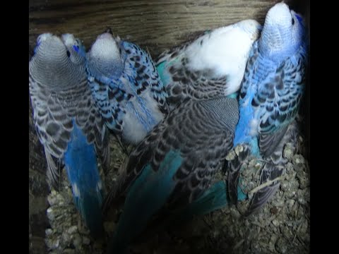 Видео: Волнистые попугаи разведение.