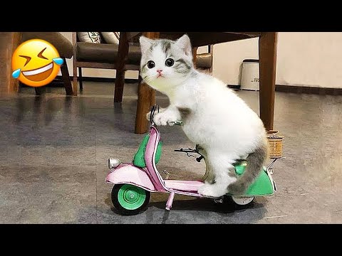 Видео: Попробуй не засмеяться 😂 Самые смешные животные 😹🐶 Часть 17