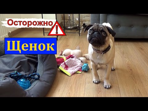 Видео: Щенок был МОНСТРОМ! Воспитание и дрессировка щенка. Мопс всё грызет и рвет!!! Непослушная собака.