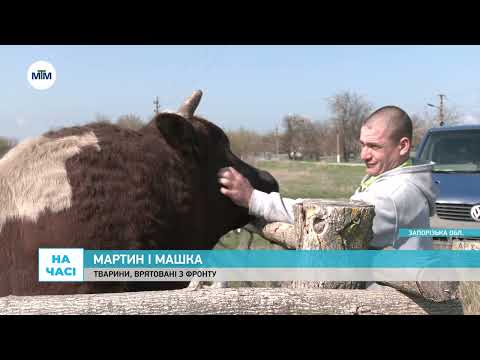 Видео: На часі - Привіз з фронту бичка та свиню: як живуть Мартин, Машка та Максим Харківський - 08.04.2025