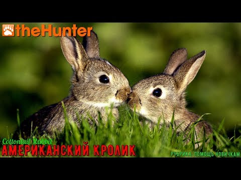 Видео: ♢ theHunter Classic ➫ Рубрика: Помощь новичкам ➫ Cottontail Rabbit ➫ 10 миссий за стрим ♢