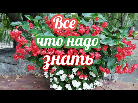 Видео: Цветы для тени и затененных участков и балконов.