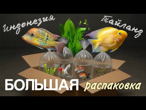 Видео: Большая распаковка аквариумных рыб Индонезия и Тайланд 