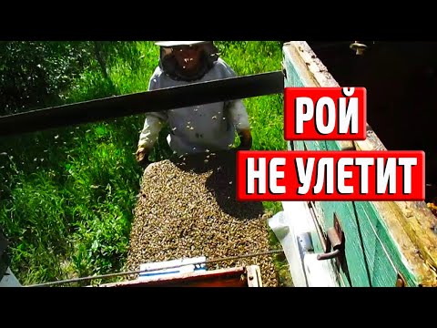 Видео: Искусственное роение пчёл Роение пчёл Как не допустить выход роя