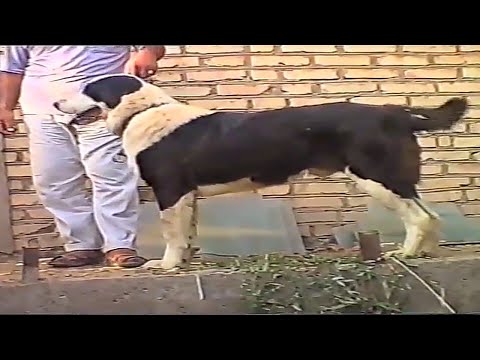 Видео: экскурсия Туркмения одни из лучших собак Туркменский Волкодав Turkmen Alabay Shepherd Dog alabai