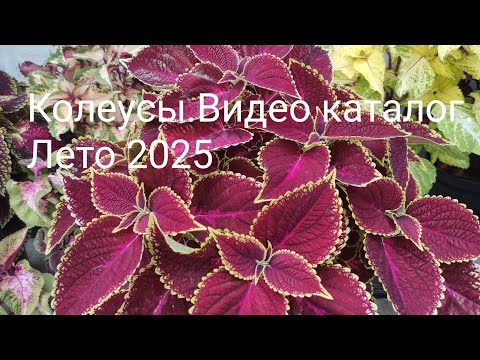 Видео: Колеусы. Видео каталог. Лето 2025.
