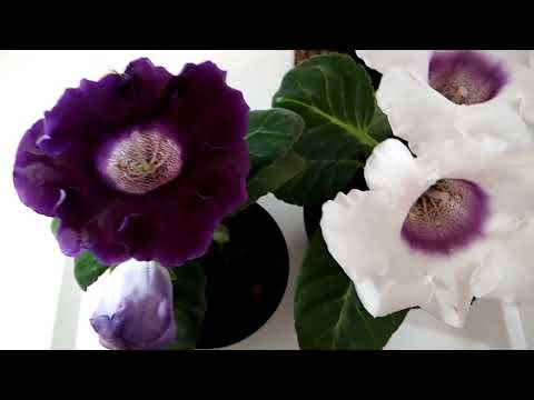 Видео: Глоксинии, сажу фрагменты листа, размножение глоксинии