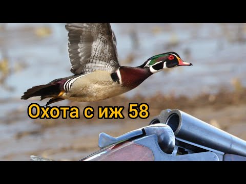 Видео: охота на утку. 2022 зорька.утрянка.(hunting) иж 58.+бонус,кум купается вне сезона