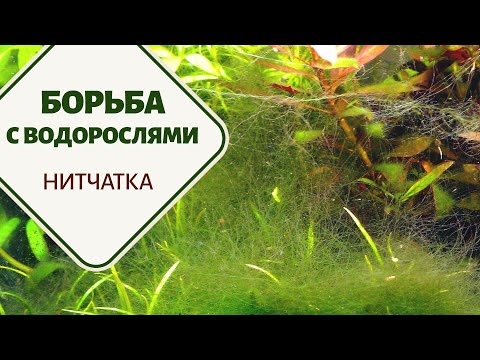 Видео: Борьба с водорослями. Часть 3. Нитчатка