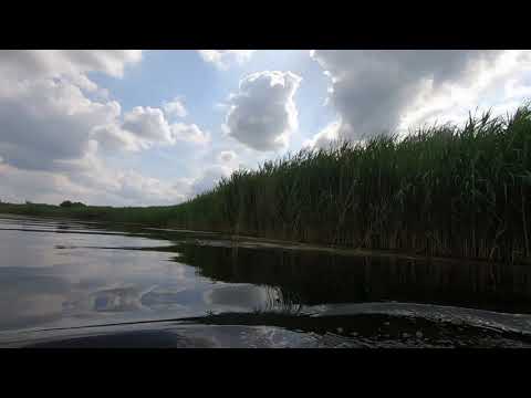 Видео: Черепашье болото. Нескучная жизнь.