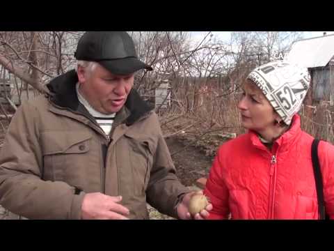 Видео: Как выращивать картофель. Часть 3 Посадка и уход. Сайт "Садовый мир"