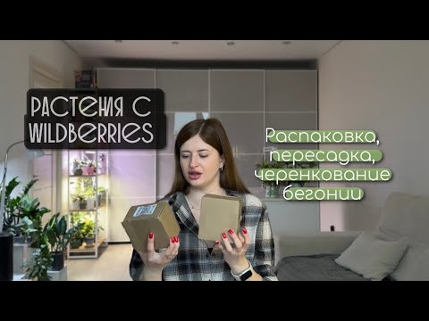 Видео: Живые растения с wildberries. Распаковка.