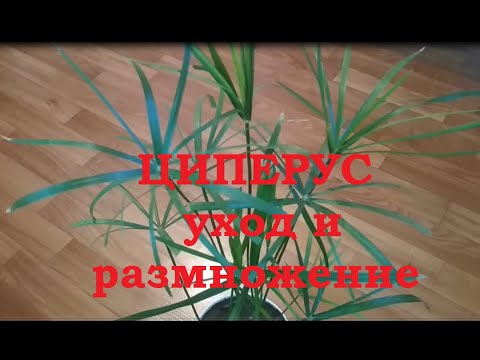Видео: Циперус (cyperus)-секреты правильного ухода и размножения/secrets of proper care and reproduction./