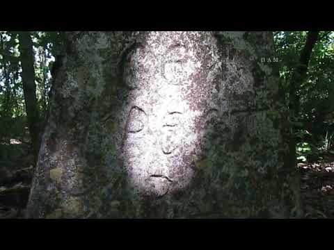 Видео: Находка в лесу