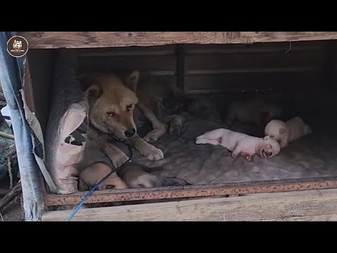 Видео: Измученная и голодная, она беззвучно плакала, видя, как её щенки сыты.