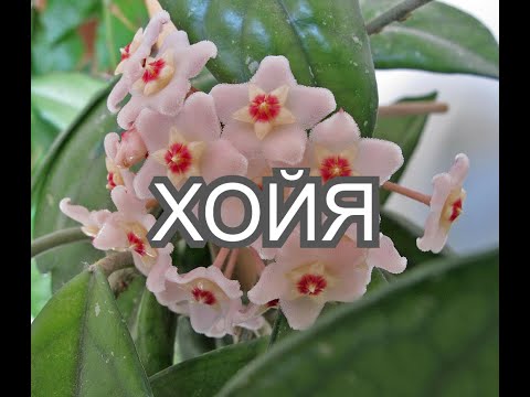 Видео: Хойя.