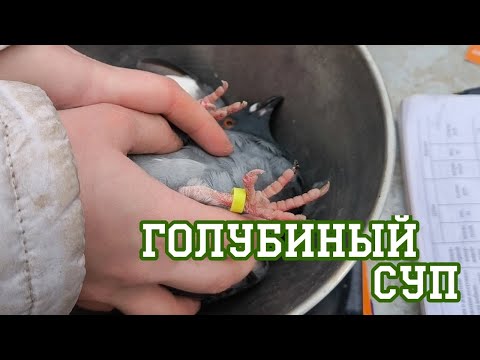 Видео: Волонтеры хотели спасти голубя от директора фонда, но ничего не вышло