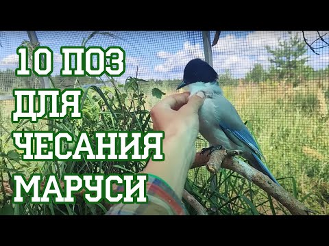 Видео: Десять минут почесушек Маруси