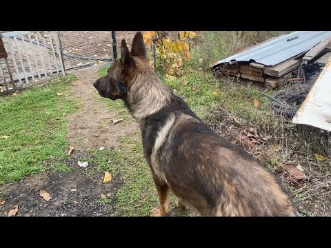 Видео: Напакостил.😄🐶 Убираю поляну.😊 Огород блестит.😄